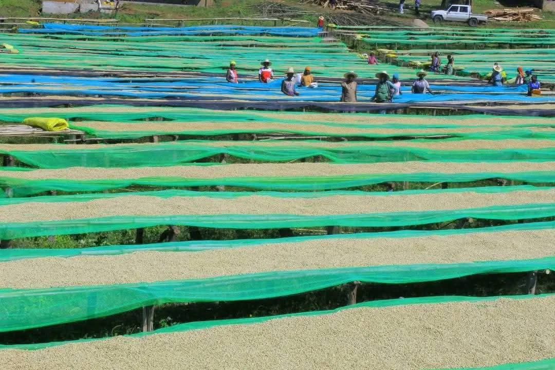 Coffee drying on raised beds at Bahta Washing Station